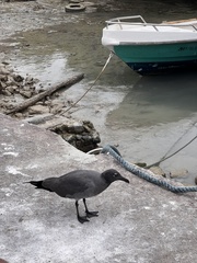 Leucophaeus fuliginosus