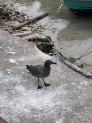 Leucophaeus fuliginosus