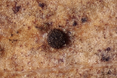 Bartheletia paradoxa