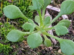 Saxifraga tridactylites