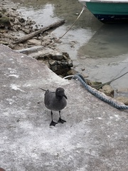 Leucophaeus fuliginosus