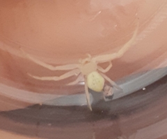 Misumenops
