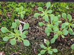 Saxifraga tridactylites