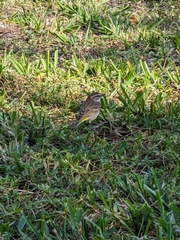 Setophaga palmarum