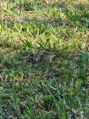 Setophaga palmarum