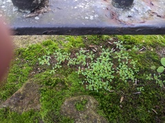 Saxifraga tridactylites