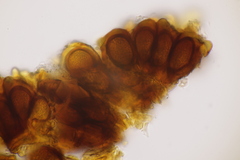Bartheletia paradoxa
