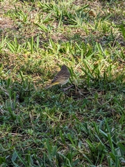 Setophaga palmarum
