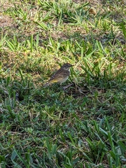 Setophaga palmarum