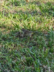 Setophaga palmarum