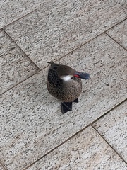 Anas bahamensis galapagensis