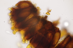 Bartheletia paradoxa
