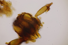 Bartheletia paradoxa