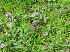 Madhuca longifolia latifolia