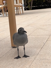 Leucophaeus fuliginosus