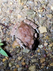 Platyplectrum ornatum