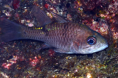 Pristicon trimaculatus