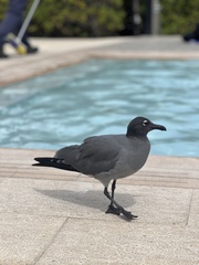 Leucophaeus fuliginosus