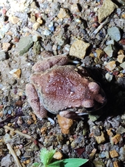 Platyplectrum ornatum