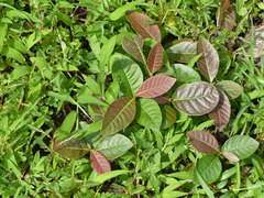 Madhuca longifolia latifolia
