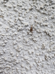Opilio saxatilis