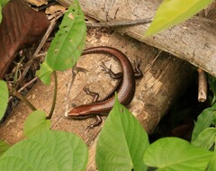 Copeoglossum nigropunctatum