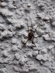 Opilio saxatilis