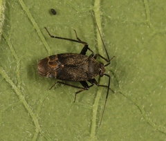 Polymerus nigrita