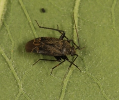 Polymerus nigrita