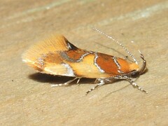 Epicallima argenticinctella