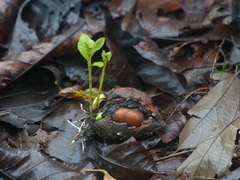 Madhuca longifolia latifolia