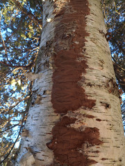 Phellinus betulinus