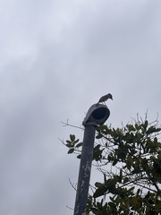 Myiarchus magnirostris