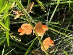 Tephrosia acaciifolia