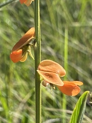 Tephrosia acaciifolia