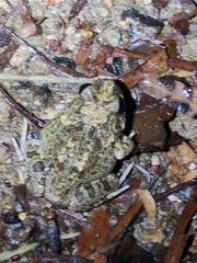 Platyplectrum ornatum