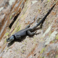 Sceloporus minor