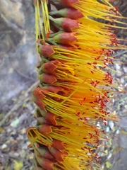 Combretum farinosum