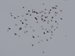 Columba livia domestica