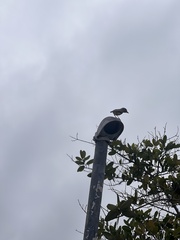 Myiarchus magnirostris