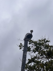Myiarchus magnirostris