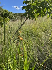 Tephrosia acaciifolia