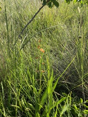 Tephrosia acaciifolia