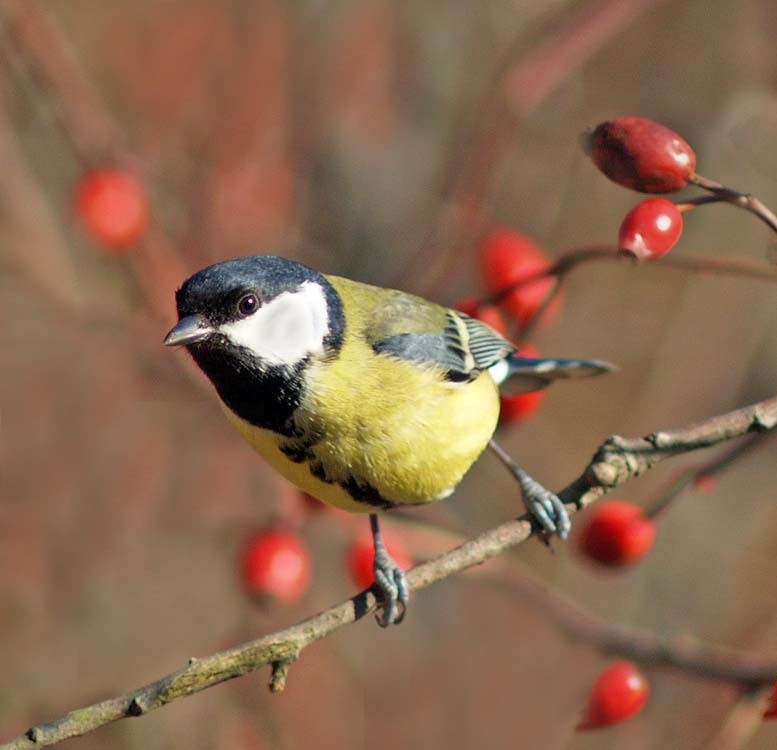 The Great Tit (Parus Major) Is A Passerine Bird In The Tit Family