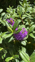Veronica speciosa