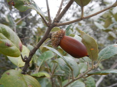 Quercus alnifolia