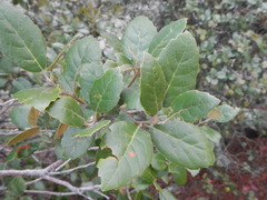 Quercus alnifolia