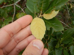 Quercus alnifolia