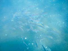 Caranx sexfasciatus