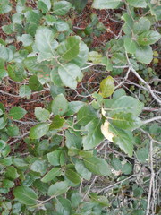 Quercus alnifolia